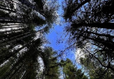 La Sila ospita il VII° Meeting nazionale delle Riserve della Biosfera MAB Unesco