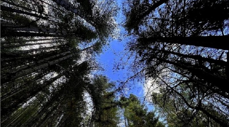 La Sila ospita il VII° Meeting nazionale delle Riserve della Biosfera MAB Unesco
